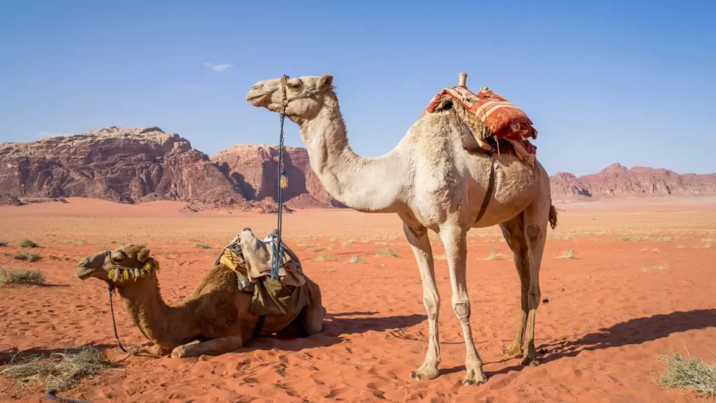 Camelos